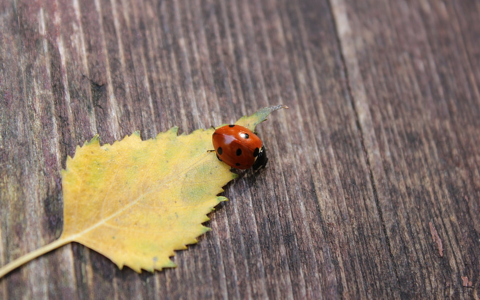 red and black Ladybird HD wallpaper